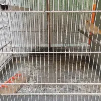 قناری با قفس نژاد دار اصلی به شرط، ضمانتی