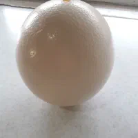 تخم شترمرغ خالی|صنایع دستی و سایر لوازم تزئینی|مشهد, مصلی (کارمندان اول)|دیوار