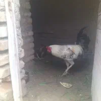 حیوانات مزرعه