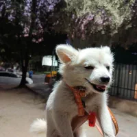 سگ خیلی با تربیت حرف گوش کن بازی گوشی|سگ|ری, اقدسیه|دیوار