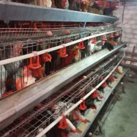 فروش مرغ محلی گلپایگانی