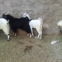 چپش وکهره ماده|حیوانات مزرعه|جویم, |دیوار