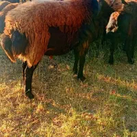 قوچ اصیل قیزیل افشار دوقلوزا