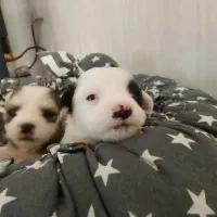 سگ شیتزو|سگ|بجنورد, |دیوار