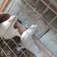 یک جفت سفید