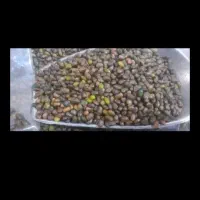 مغز بنه مرغوب