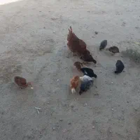 مرغ محلی جوجه دار