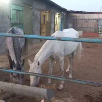 اسب