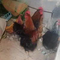 خروس|حیوانات مزرعه|شیروان (خراسان), |دیوار