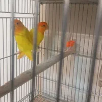 طوطی کوتوله برزیلی