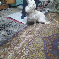 سگ پا کوتاه|سگ|کمیجان, |دیوار