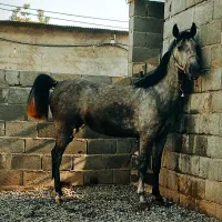 اسب|اسب و تجهیزات اسب‌سواری|ابریشم, |دیوار