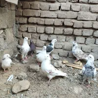 کفتر پرشی|پرنده|مینودشت, |دیوار