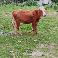 گاو گوساله چالوسی گاو ابستن