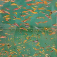 فروش انواع ماهیان زینتی