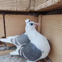 دوکت خطی|پرنده|شوشتر, |دیوار