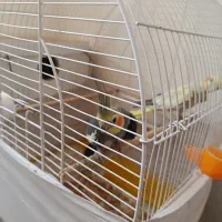 عروس هلندی|پرنده|قره ضیاالدین, |دیوار