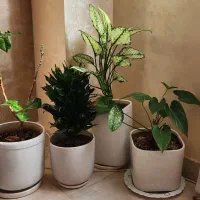 گل به همراه گلدان|گل و گیاه طبیعی|رشت, کوی مهر|دیوار