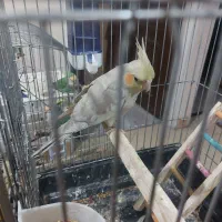 فروش‌دو عدد عروس هلندی سخنگو