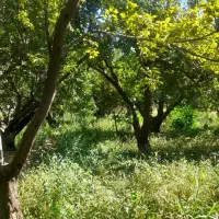 ۴۰۰مترباغچه/کردزار/ابراهیم آباد/۴دیواری
