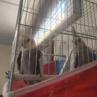 جفت عروس هلندی|پرنده|صوفیان, |دیوار