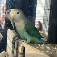 طوطی برزیلی