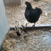 مرغ و جوجه۱روزه|حیوانات مزرعه|فومن, |دیوار