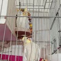 عروس هلندی