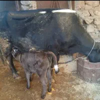 گاو فروشی|حیوانات مزرعه|دره شهر, |دیوار