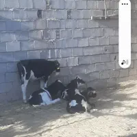 فروش گوساله