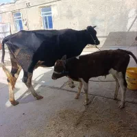 گاو با گوساله نر