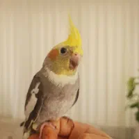 جوجه عروس دوماهه