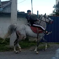 نریان کرد ۷ساله