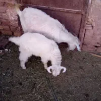 بز ... کره