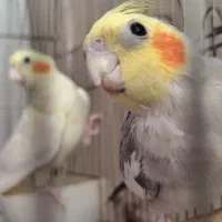 طوطی عروس هلندی ۱جفت