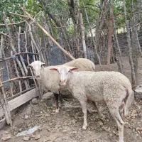 ۲ راس گوسفند نر رومن نژاد خالص آداپته با چرای آزاد|حیوانات مزرعه|کرج, کوی کارمندان شمالی|دیوار