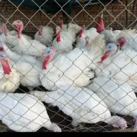 بوغلمو گوشتی زنده نهبندان