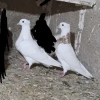 کبوتر طوقی|پرنده|سرپل ذهاب, |دیوار