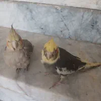 فوری .زیر قیمت بازار.بدلیل زیاد بودن پرنده هام|پرنده|بروجن, |دیوار