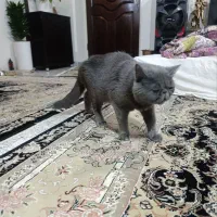 گربه نژاد دار