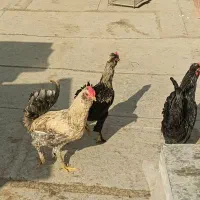 خروس گلین|حیوانات مزرعه|ری, ولی آباد|دیوار