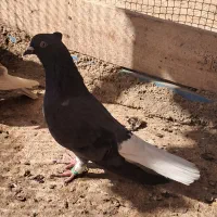 بشرط زد خوردی از همه لحاظ میزان