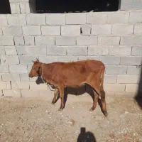 گاو گوساله ماده|حیوانات مزرعه|گنبد کاووس, |دیوار
