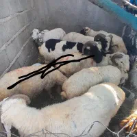قوش فروشی