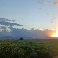 همراه مهاجرت