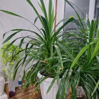 گیاه پاندانوس ۲متری حمل با وانت