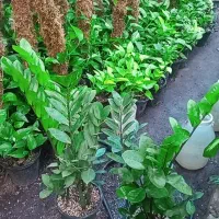 زاموفلیاسبز