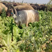 بزغاله نربزی|حیوانات مزرعه|تنکمان, |دیوار