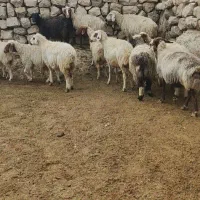 میش گوسفند|حیوانات مزرعه|اندیمشک, |دیوار