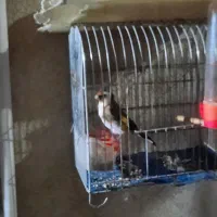 سهره نر معاوضه با کبوتر